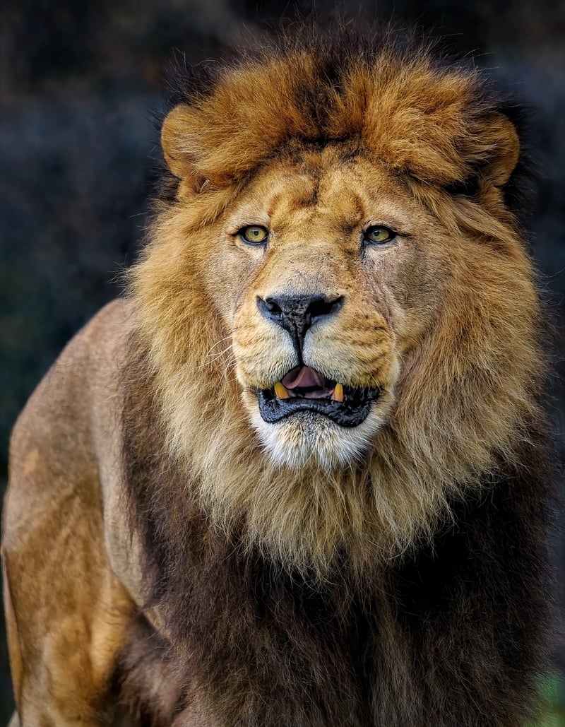 African lion in the savannah